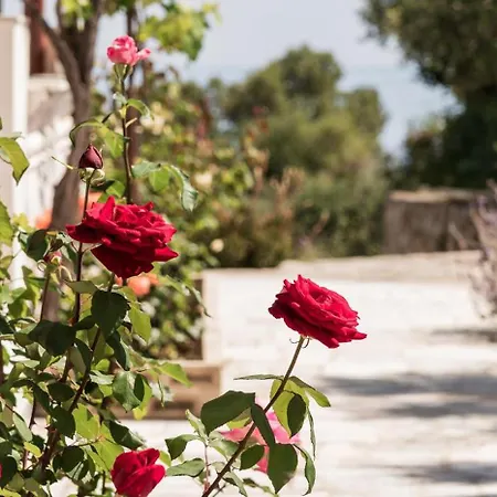 Mikro Nisi & Apartment